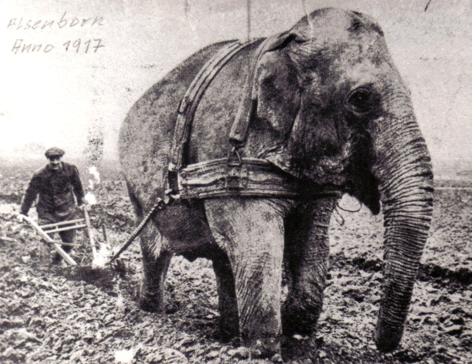 1917 Elephant vor dem Pflug