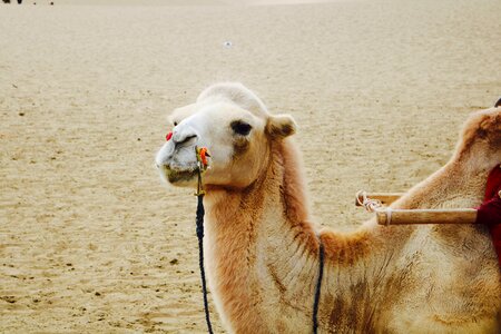 Dunhuang mingsha camel photo
