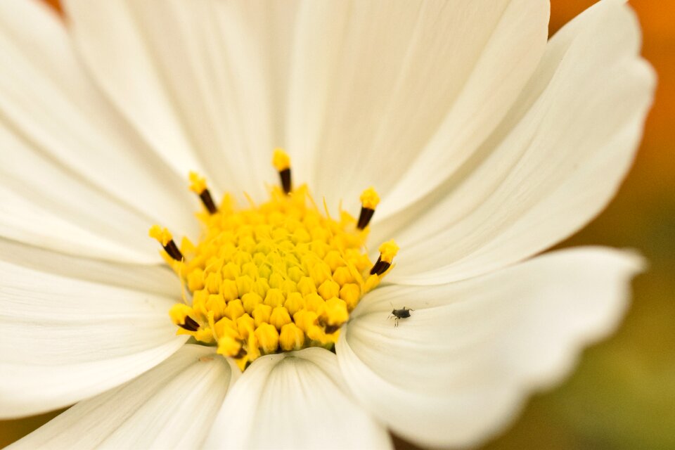 Insect nature flora