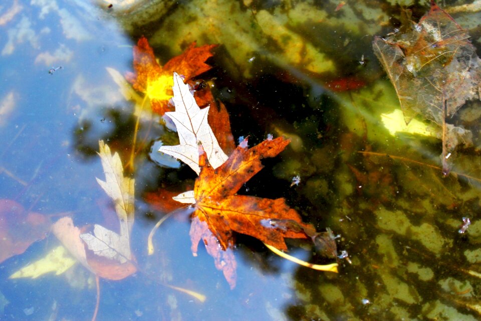 Colorful water nature