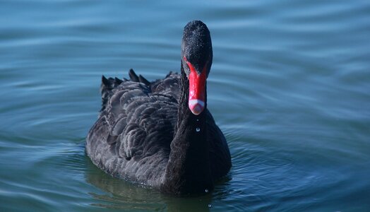 Bird black swan natural photo