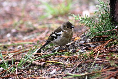 Birds nature animal photo