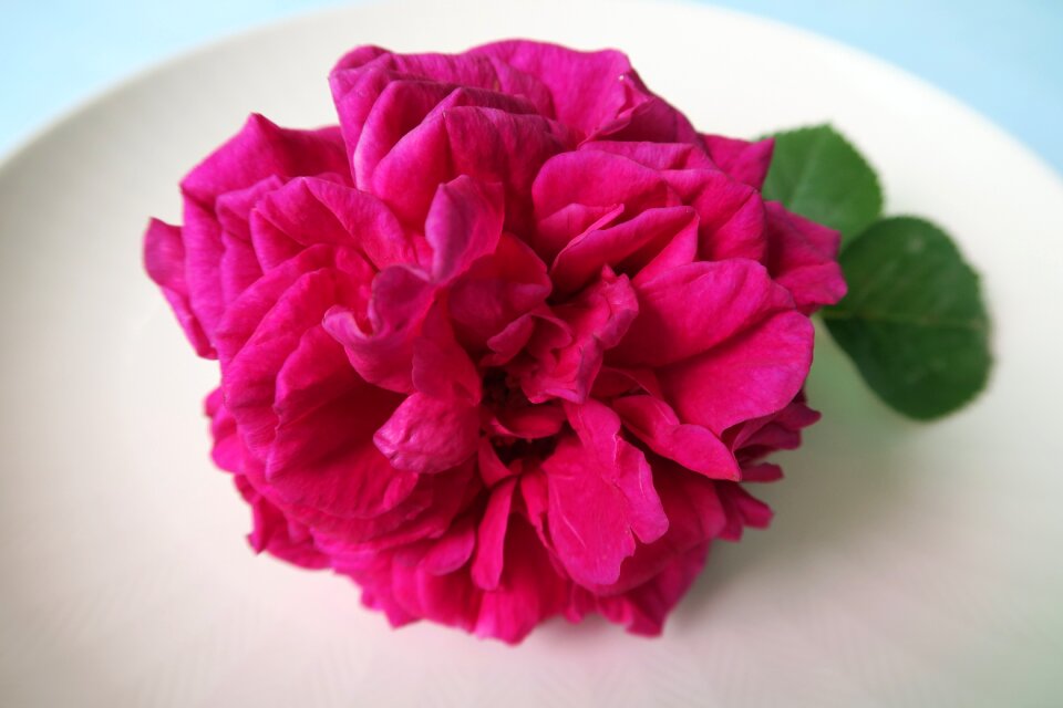 Rose petal Free photos
