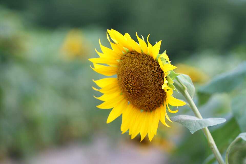 Plants sunflower flower yellow flower