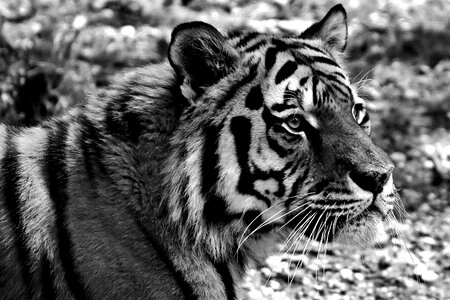Beautiful dangerous big cat