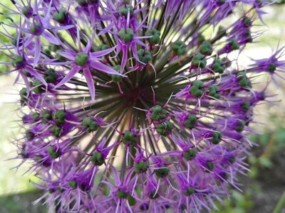 Purple flowers plant green