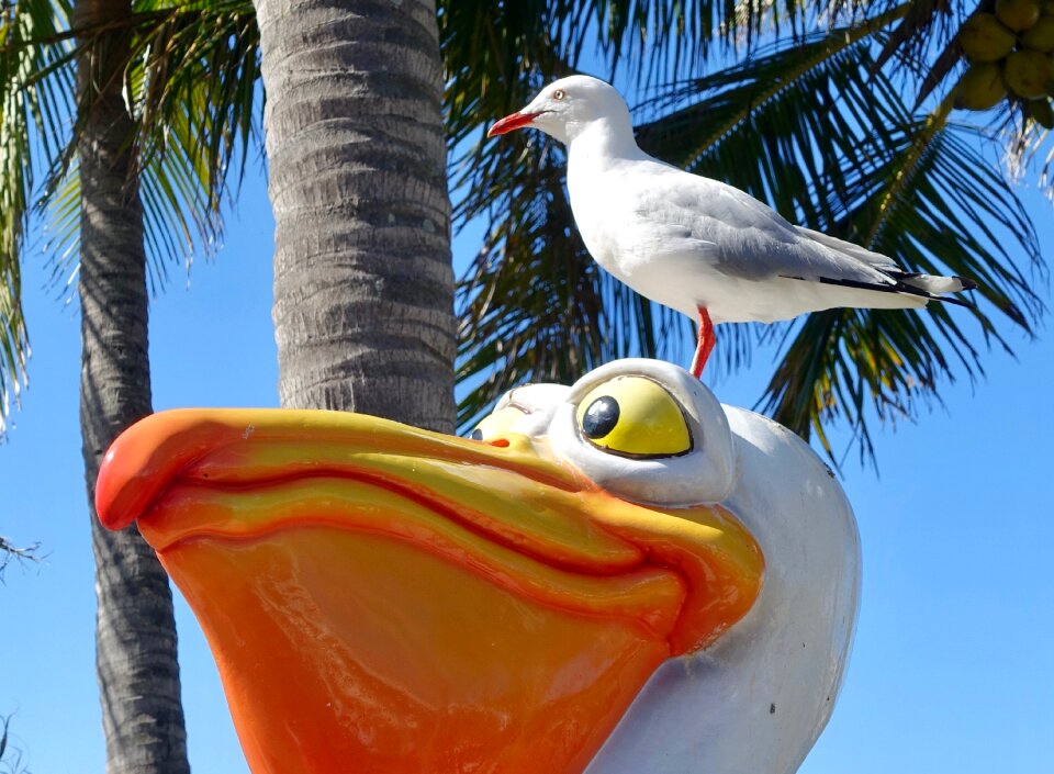 Head white gull