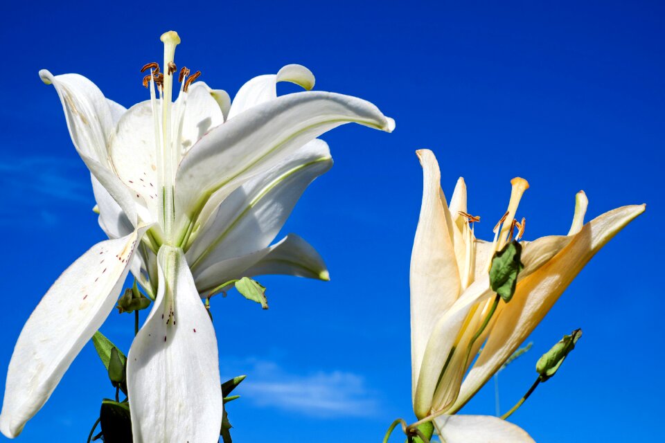 Bloom white blossomed