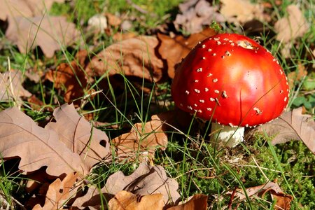 Forest autumn nature