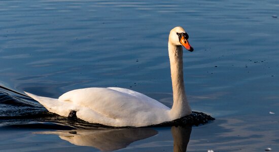 Nature animal world lake