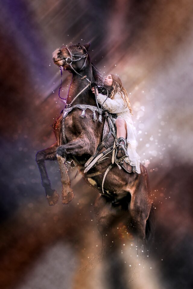 Mammal equine equestrian
