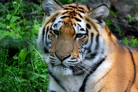 The animal kingdom tiger predator photo