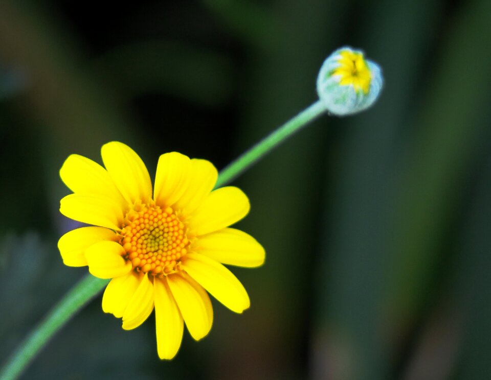Summer petal outdoor
