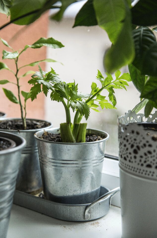 Plant green soil