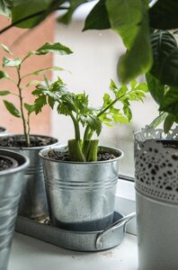 Plant green soil photo