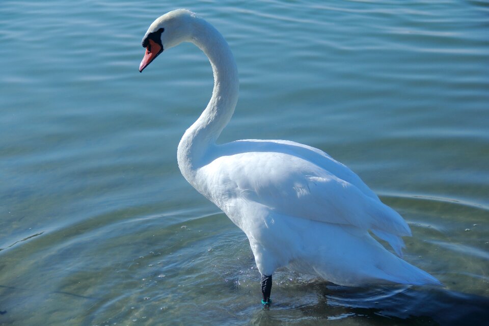 Outdoors feather white swan