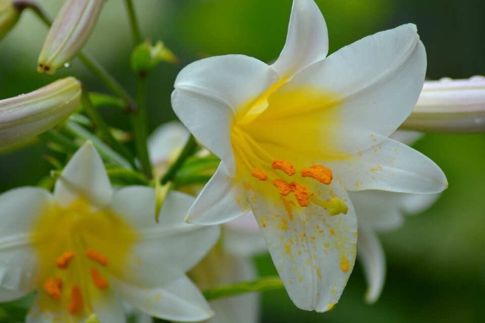 Lily white flower
