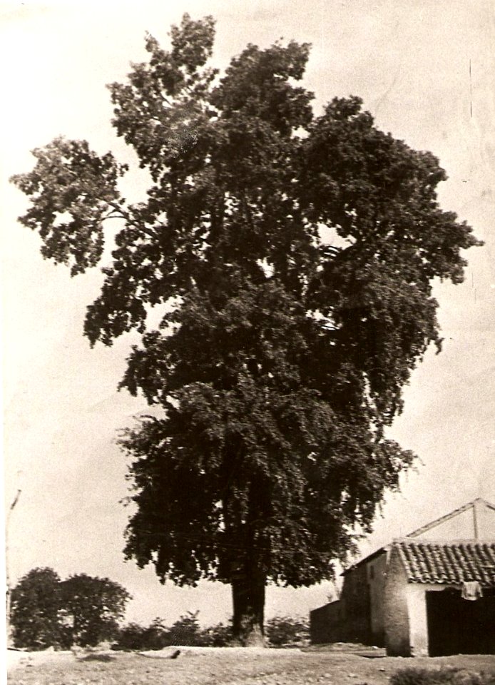 1922. Álamo de Fuente-Álamo
