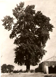 1922. Álamo de Fuente-Álamo