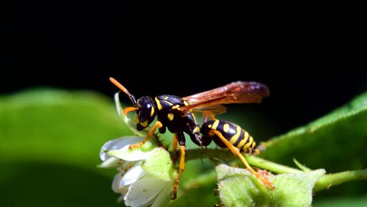 Insect yellow black photo