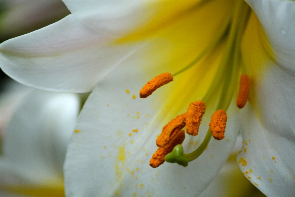 Lily white flower
