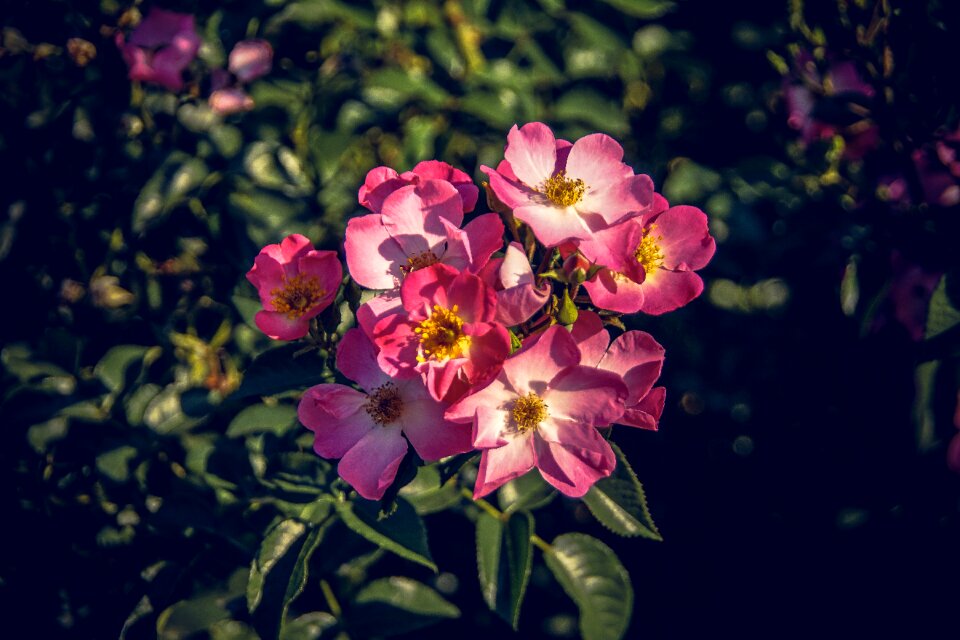 Close up rosaceae velvet