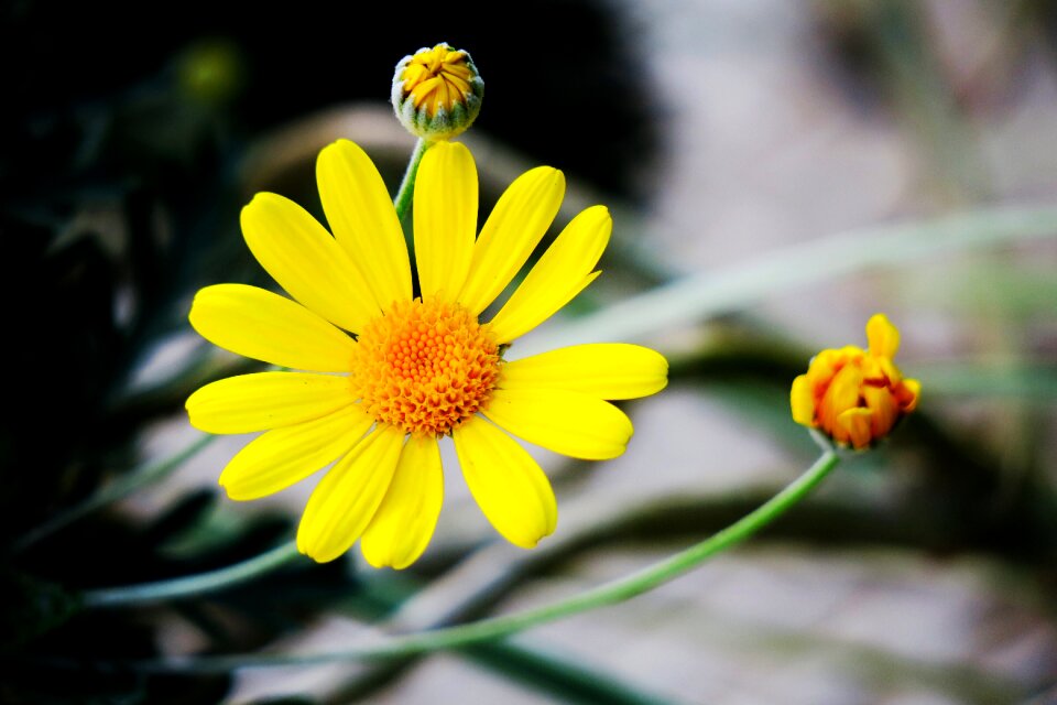 Summer garden bloom