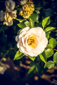 Close up rosaceae velvet photo