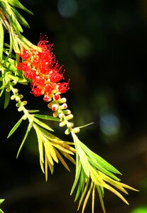 Plant outdoor garden