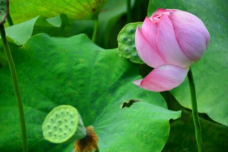 Lotus green country