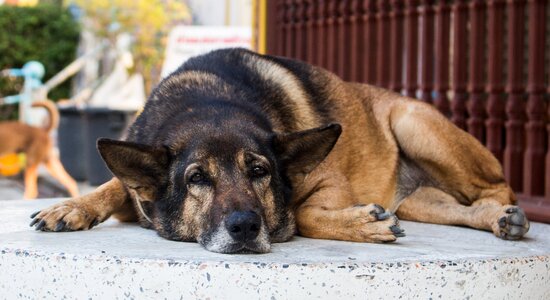 Cute pet portrait photo