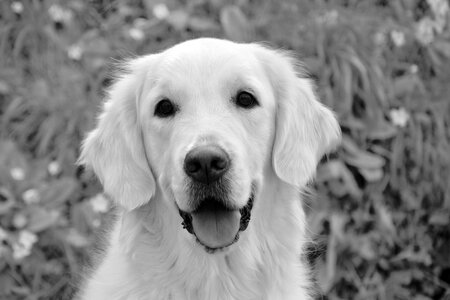 Dog portrait golden retriever canine photo