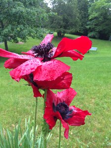 Red petal plant