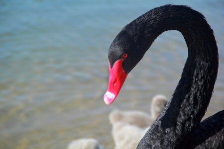 Outdoors sea black swan