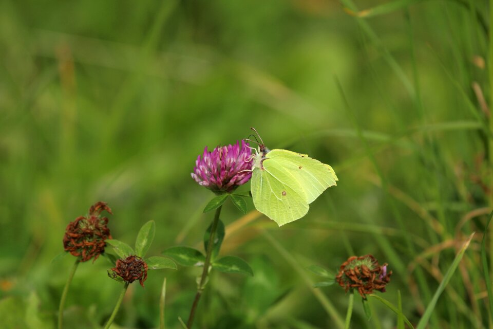 Yellow gonepteryx rhamni faded