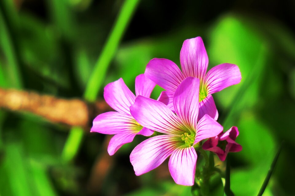 Wild flowers wild nature