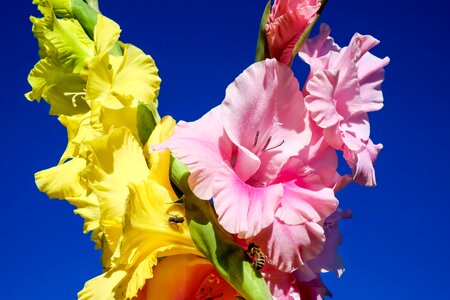 Yellow pink field of flowers photo