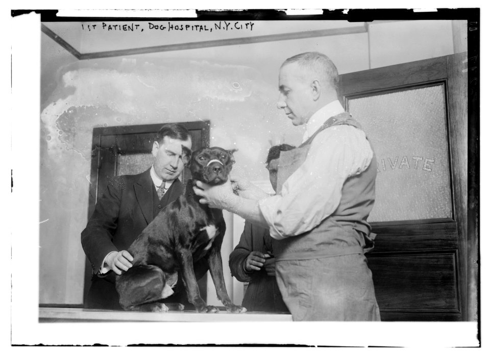 1st patient, Dog Hospital, N.Y. City LCCN2014695288