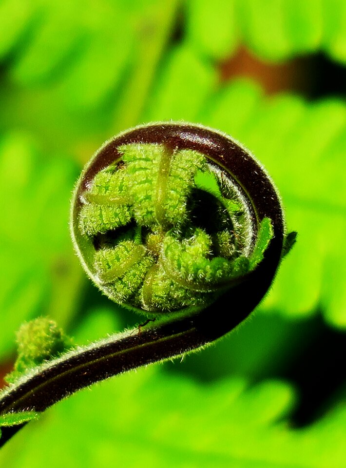 Garden close-up ferns