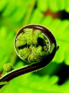 Garden close-up ferns photo