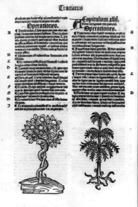 2 botanical illus. and page of text LCCN2006691873