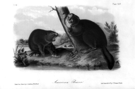 2 American beaver in foreground, with 2 more in background, in natural surroundings LCCN2006683524