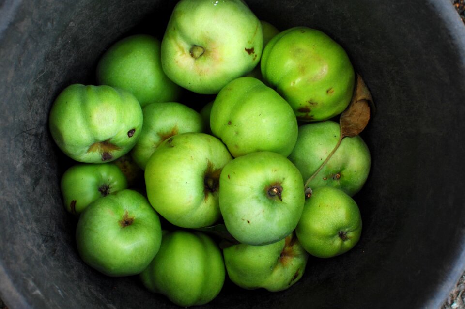 Farm fresh harvest
