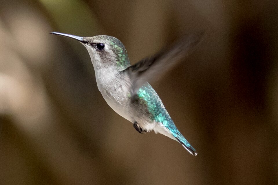 Endemic hummingbird bird