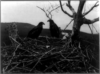 2 young eagles in nest, Lafayette National Park, Mt. Desert Island, Maine LCCN2002718391 photo