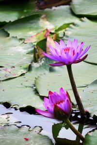 Lily flower water lilies photo