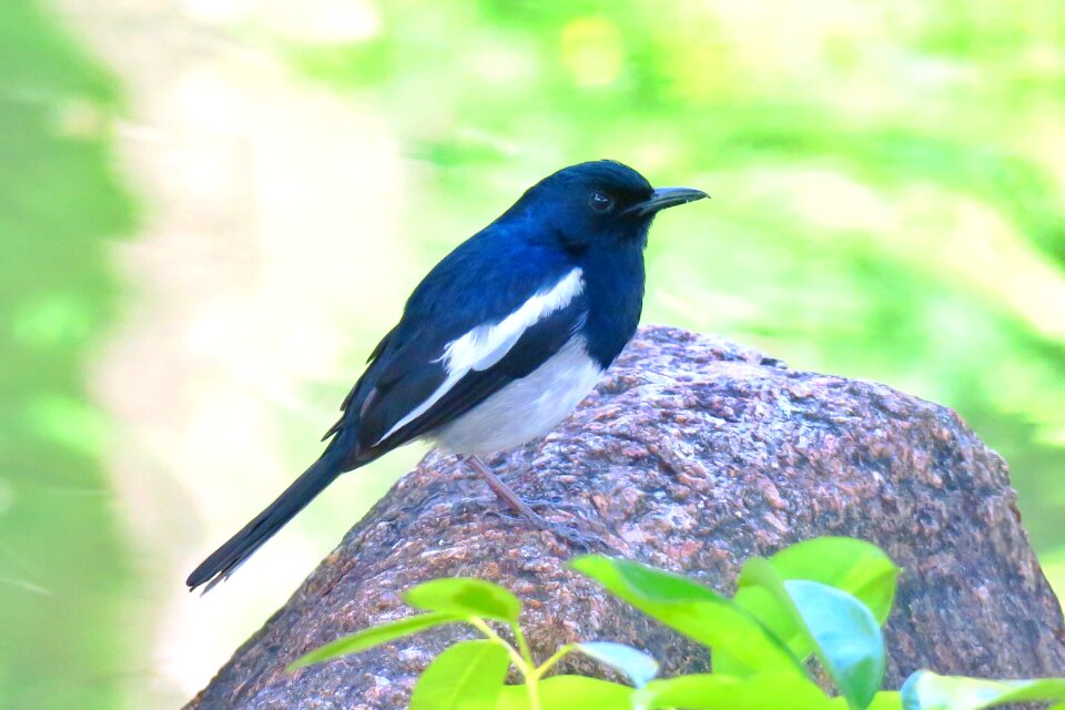 Outdoor animal wild