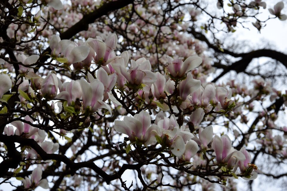 Nature spring flowering