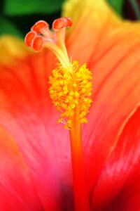 Color summer petal photo