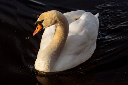 Swan animal world poultry